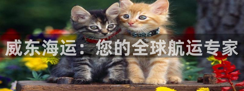 欢迎来到海牛星简谱